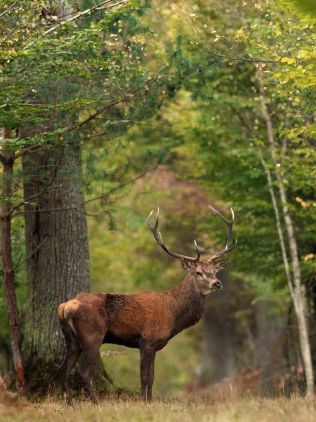 Fôret de Chambord, Cerf|CRT