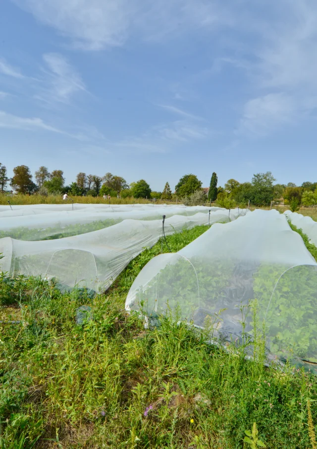 Domaine de ChâteauFer｜Route Jacques Cœur