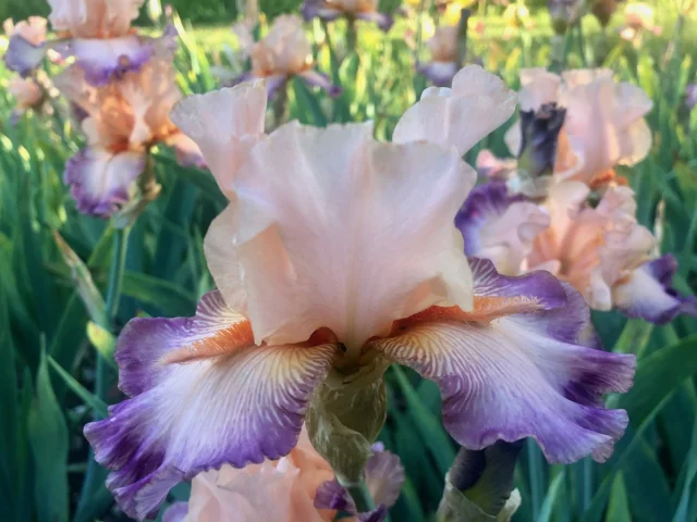 Parc et château de Pesselières, Fête des iris｜Parc et château de Pesselières