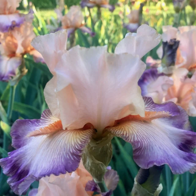 Parc et château de Pesselières, Fête des iris｜Parc et château de Pesselières
