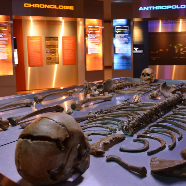 Bourges, Muséum d'Histoire Naturelle｜Lydia Objectif Photographe
