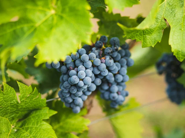 Sancerre Vignobles Panoramas Couper Souffle