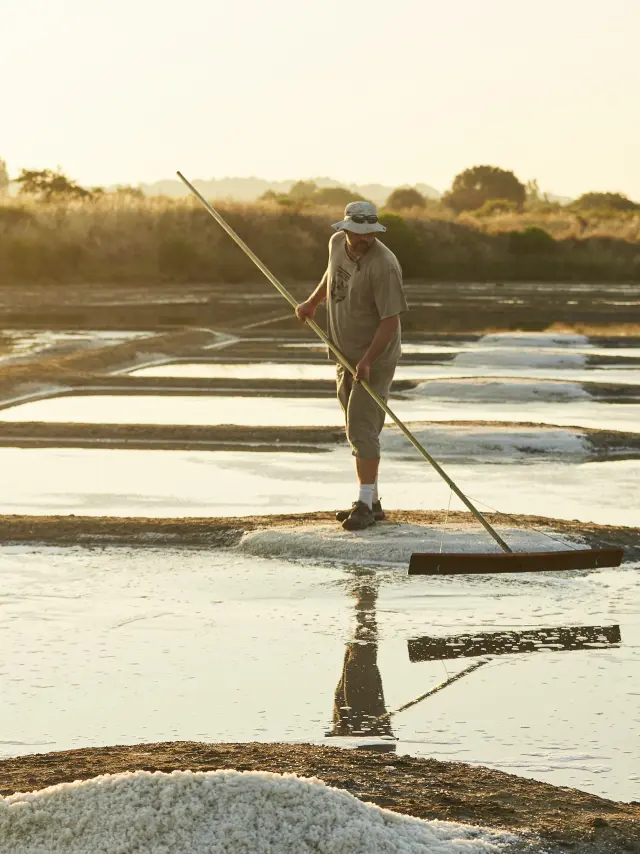 Marais salants de Guérande - Récolte