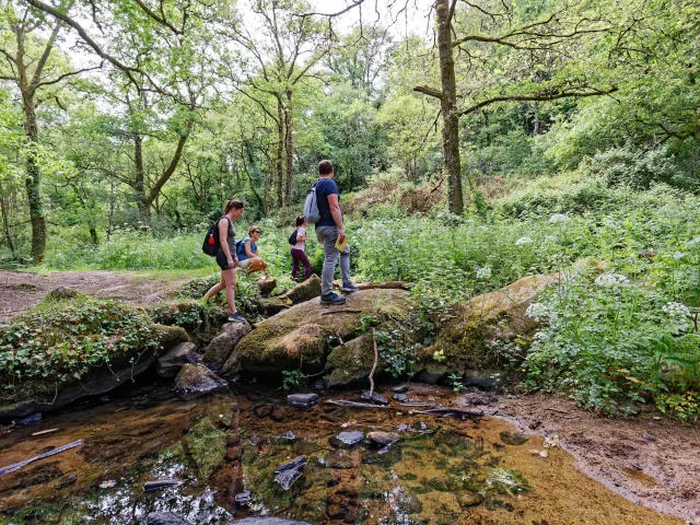 Randonnées dans les sentiers forestier de Férel