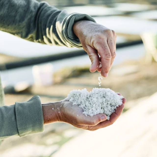 Marais salants de Guérande - Sel