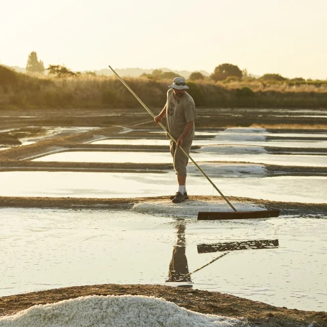 Marais salants de Guérande - Récolte