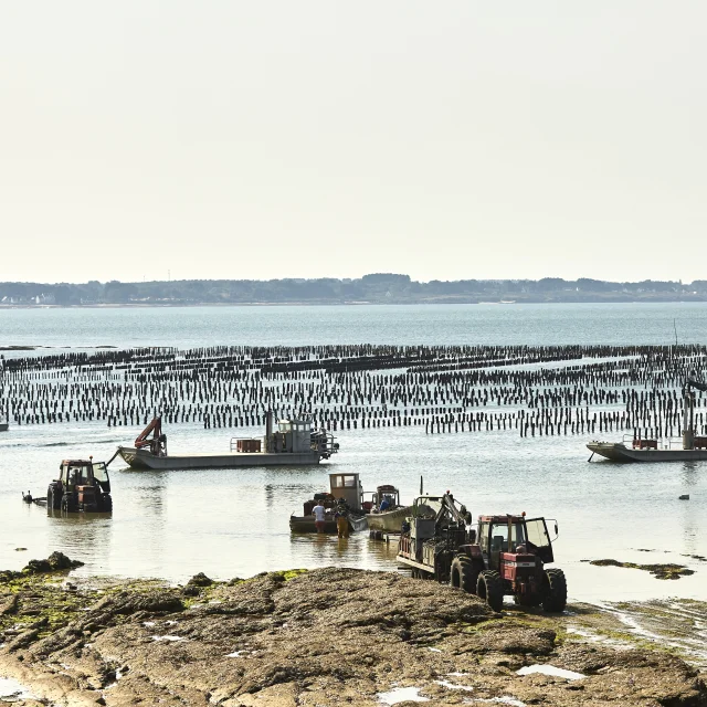 Mytiliculture - Pointe du Bil - Pénestin