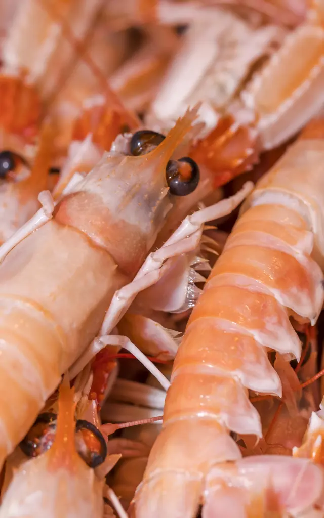 vue macro Langoustines