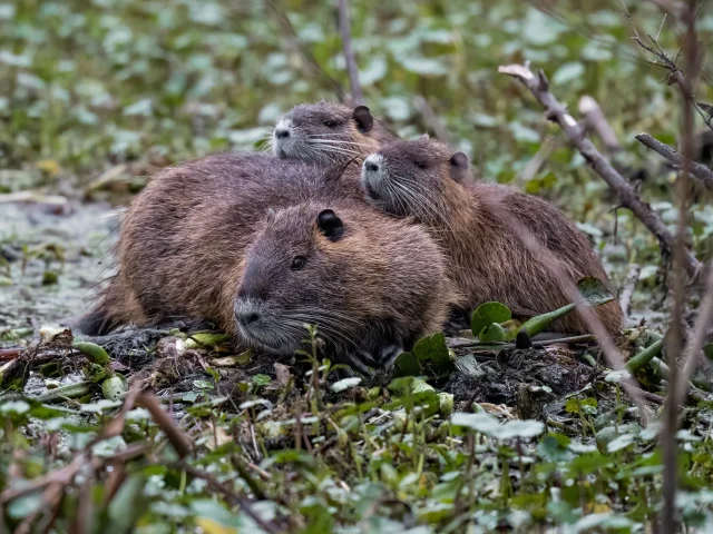 Ragondins dans les marais