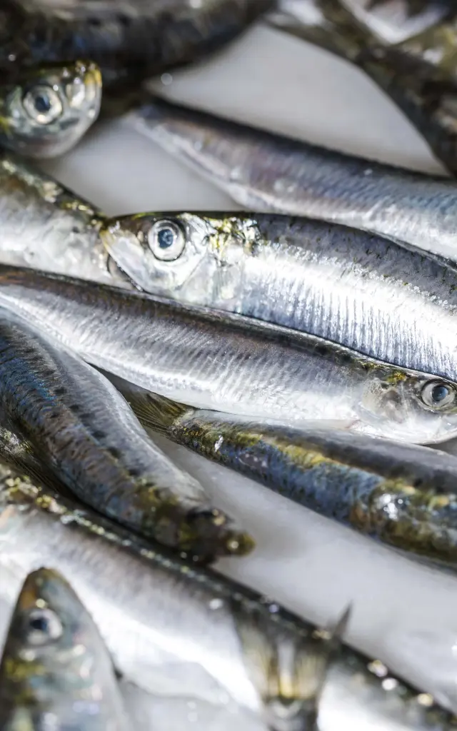 Gros Plan sardines