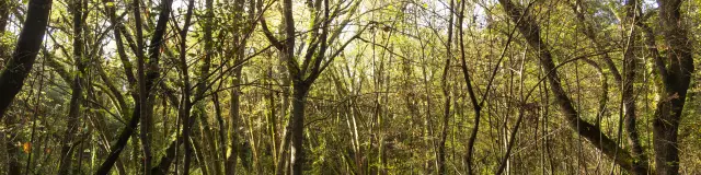Les Bois de la Forêt d'Escoublac à La Baule