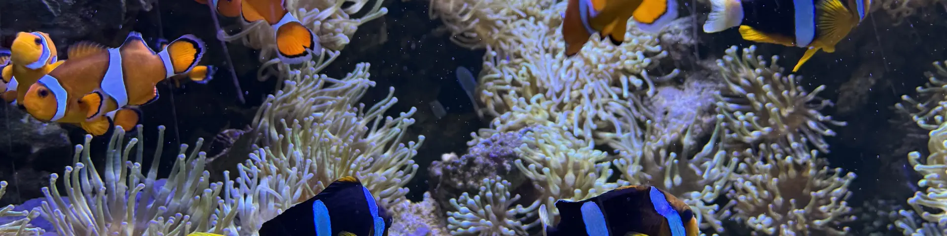 Océarium du Croisic