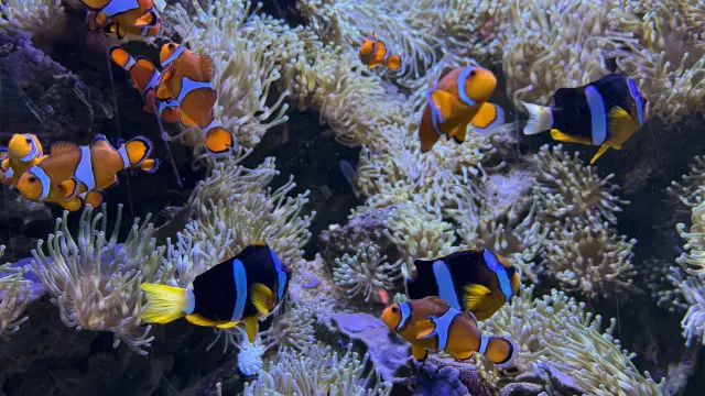 Océarium du Croisic