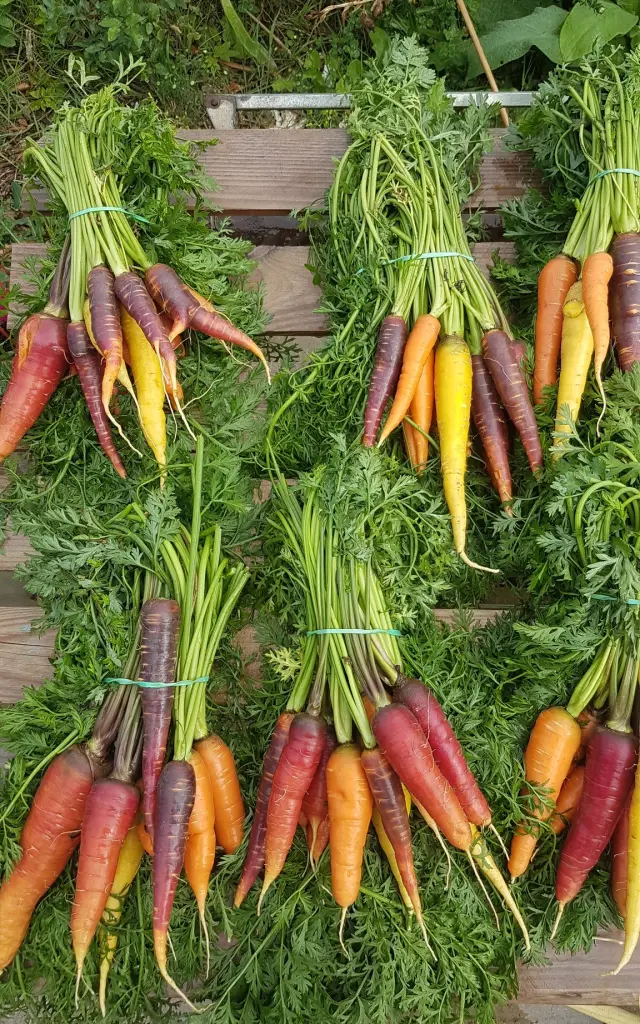 Bottes de carottes multicolores Jardin d'Aliwen