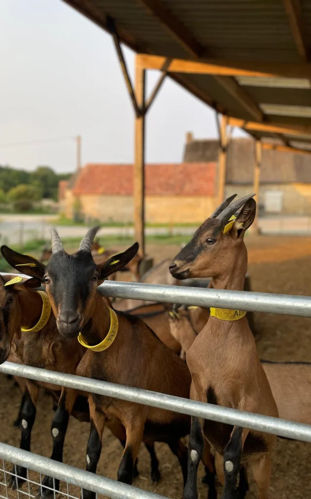 chèvres dans un enclos dans une ferme