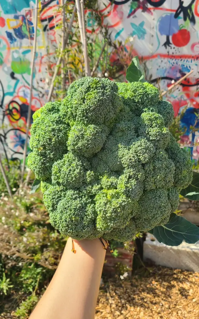Zoom sur brocoli devant mur coloré