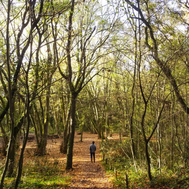 Les Bois de la Forêt d'Escoublac à La Baule
