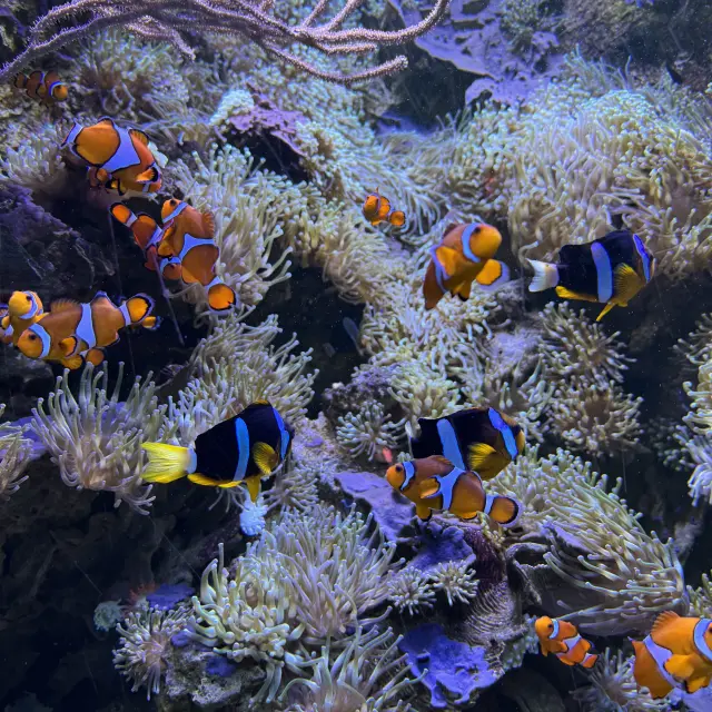 Océarium du Croisic