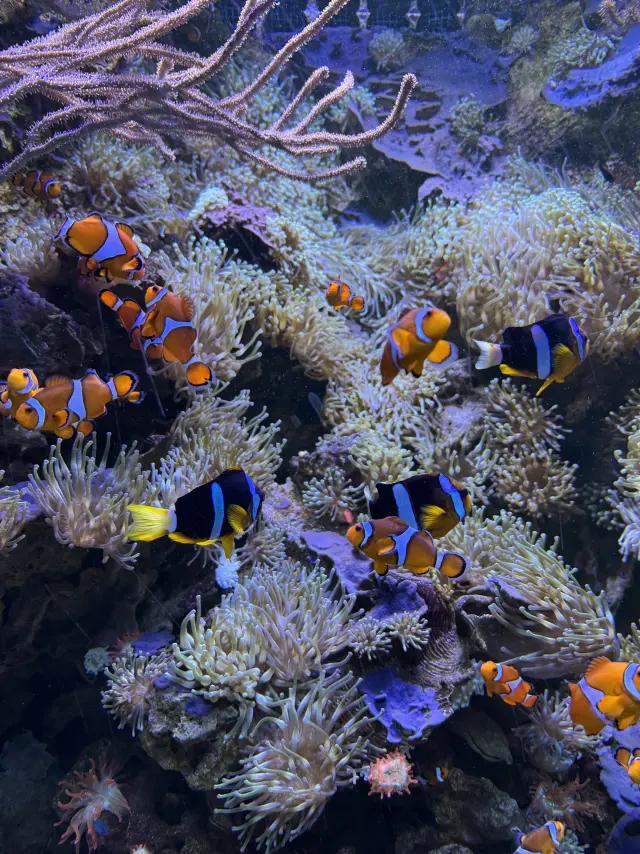 Océarium du Croisic