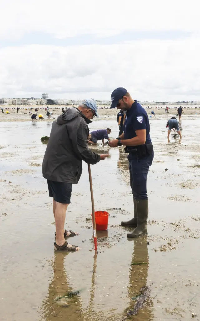 Photo d'un contrôle de taille de coquillages pendant une pêche à pied