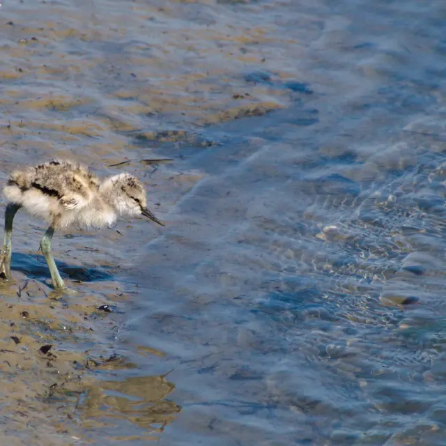 Avocette Elegante