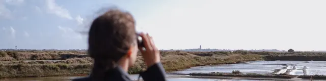 Guérande - Observer les oiseaux