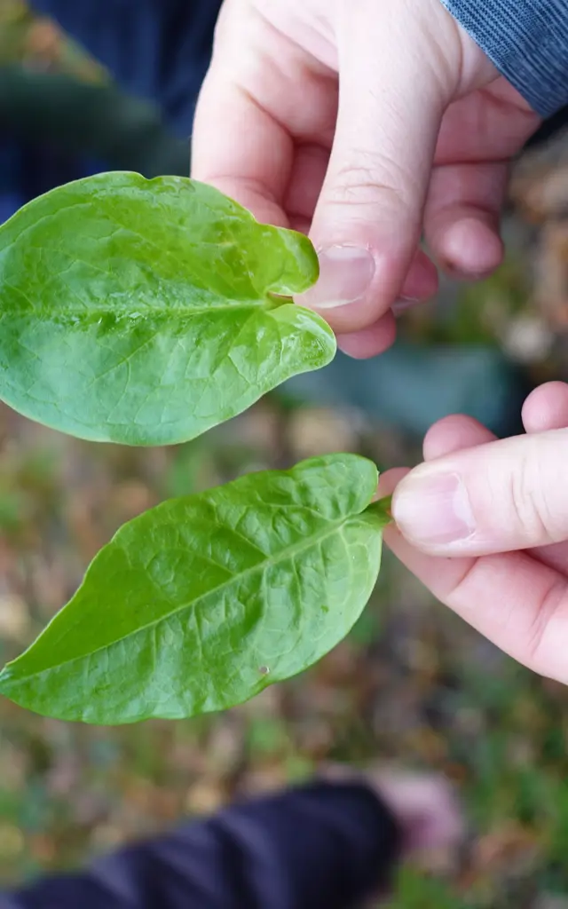 Saint-Lyphard - Entre Sel et Tourbes