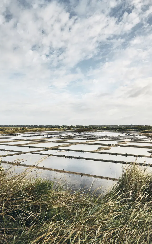 Guérande - Marais salants
