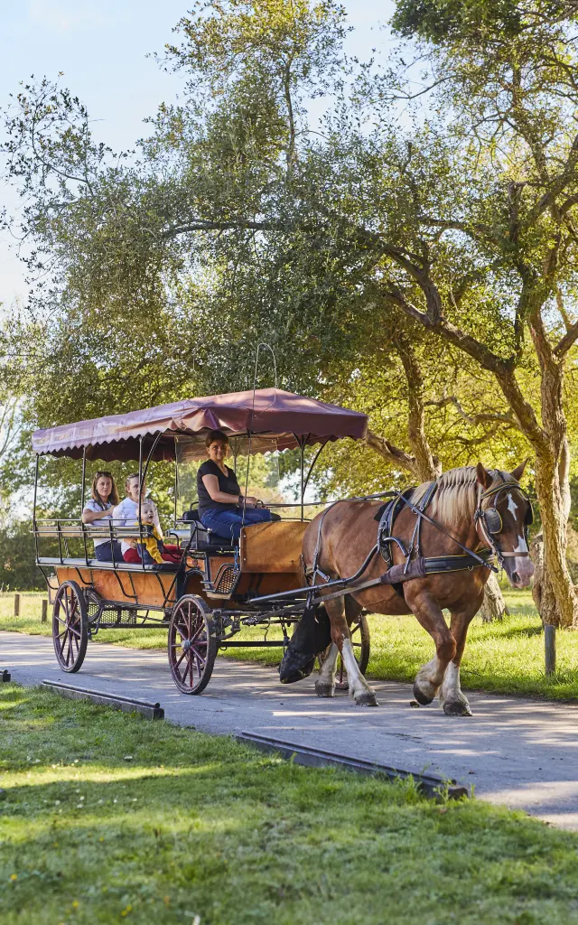 Saint-Lyphard - Brière - Balade en calèche