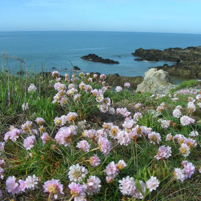 Fleurs sauvages, Ophrys de la Passion en bord de mer