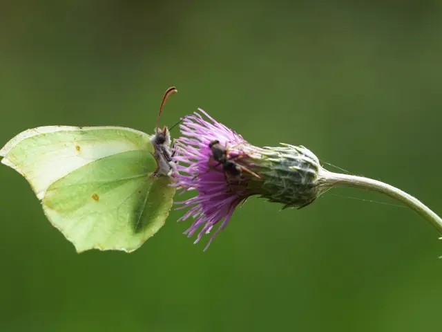 Papillon Marais du Branzais Pénestin