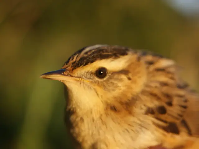 Oiseau Phragmithe aquatique