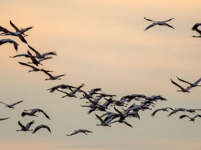 Grues cendrées en vol
