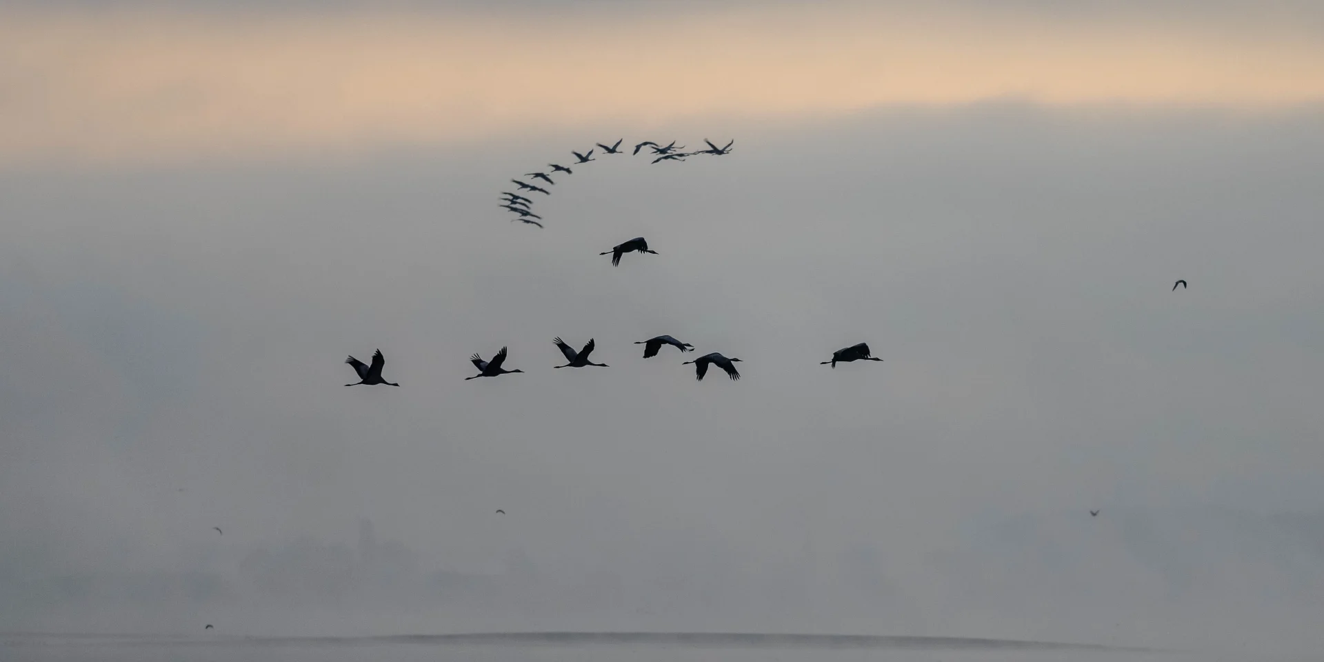 Grey Cranes morning at Lac Du Der