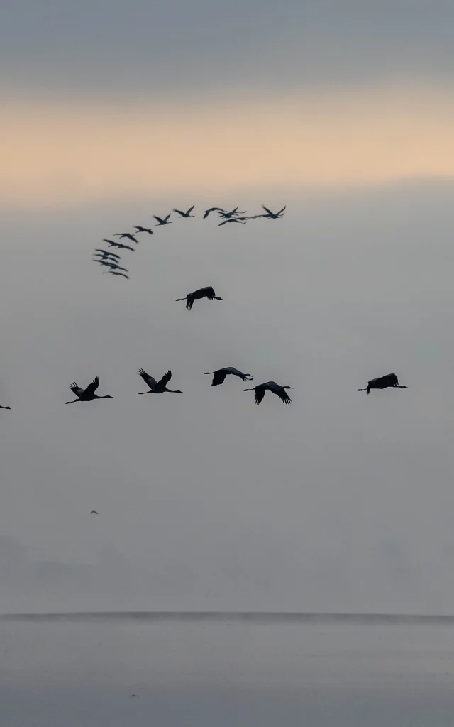 Grues Cendrées matinée au Lac Du Der