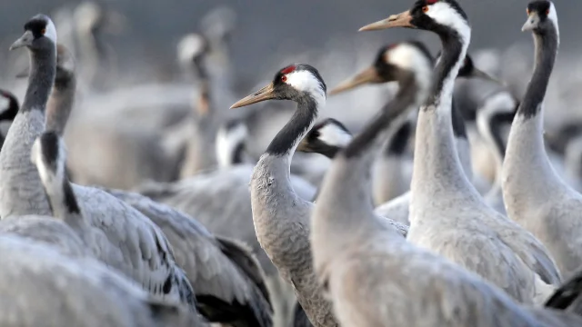 Grey Cranes at Lac du Der