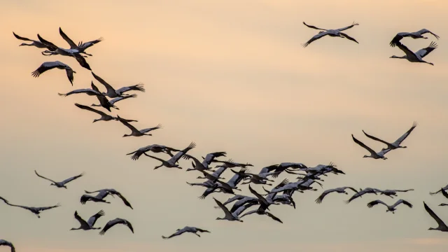 Grues cendrées en vol