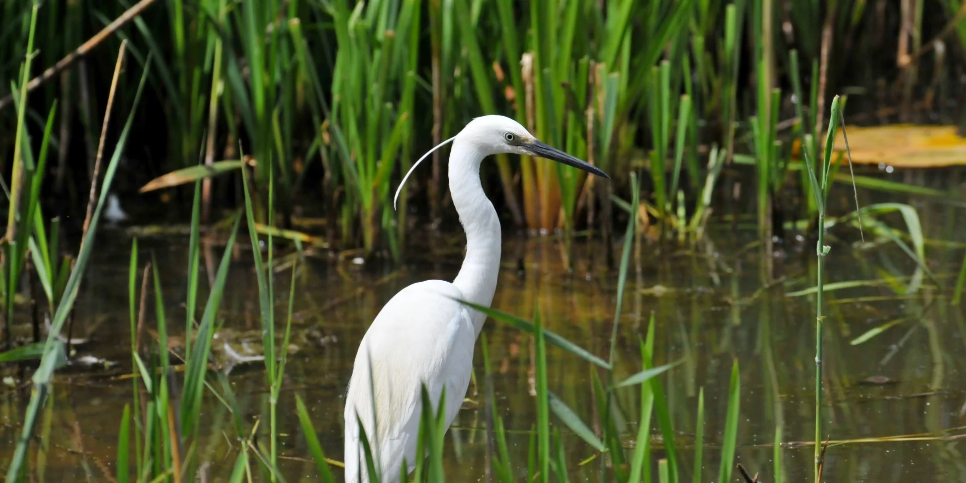 Little Egret