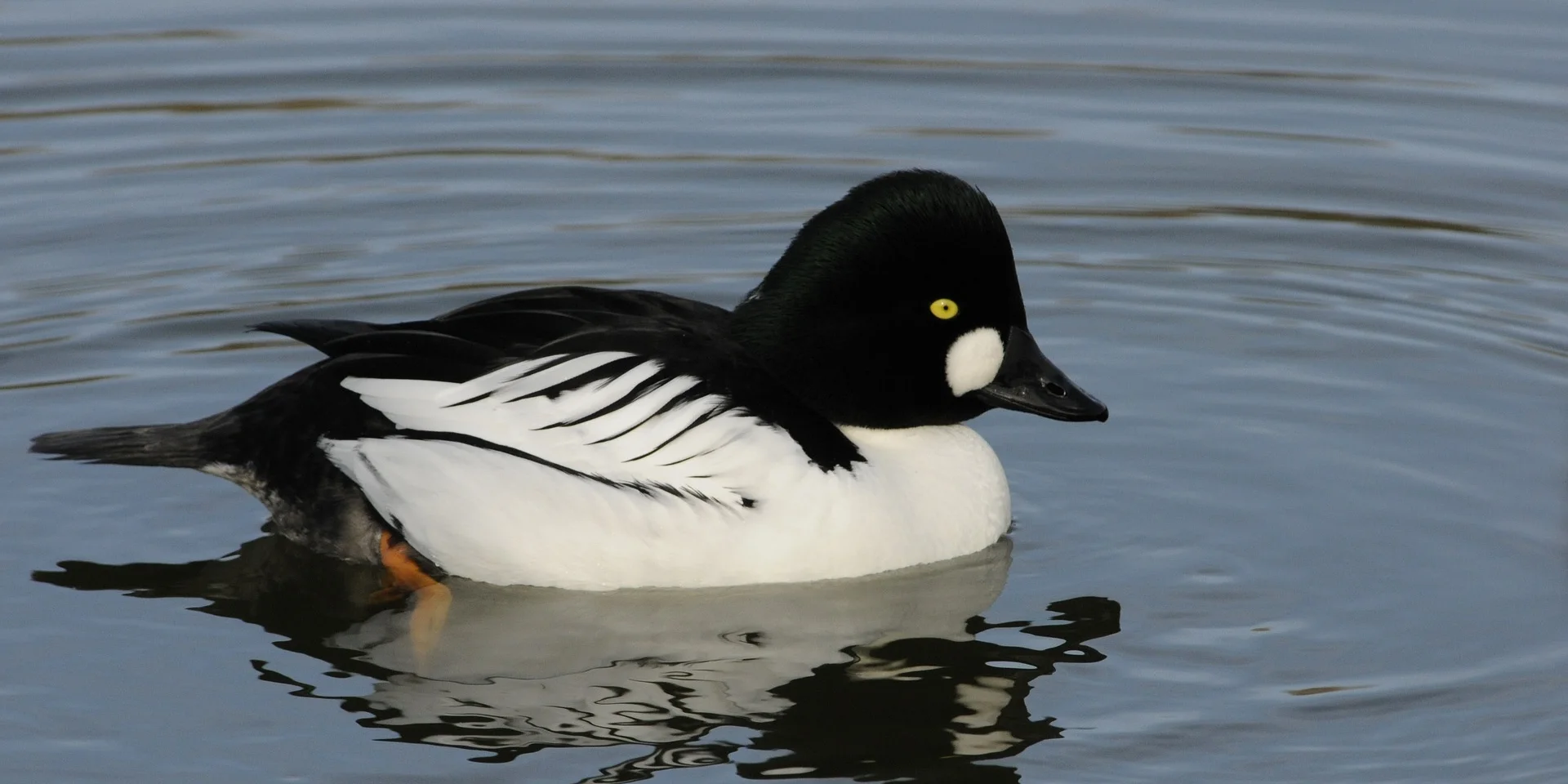 Goldeneye Tourniquet