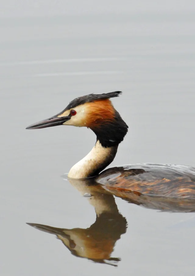 Le Grebe Huppe 2