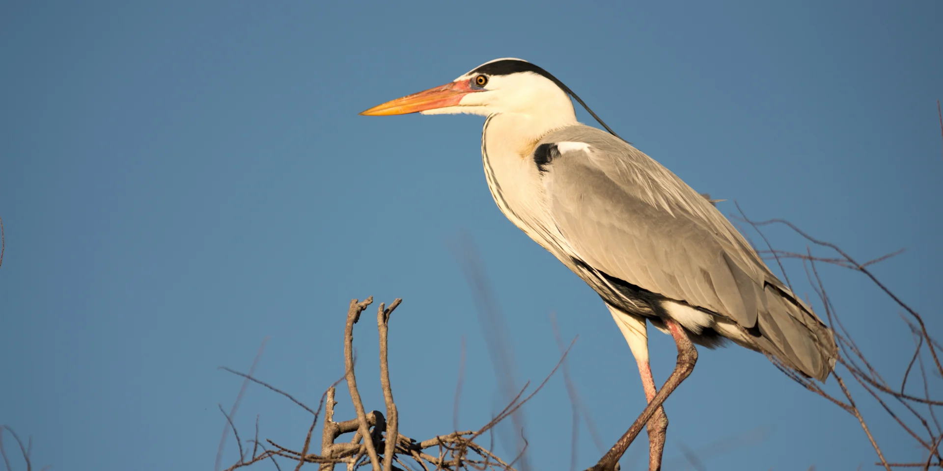Der Heron Asche