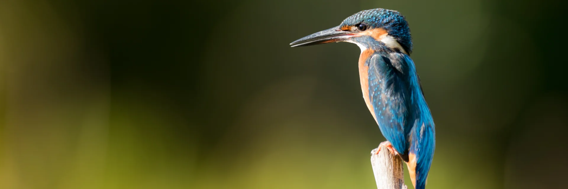 The European Kingfisher