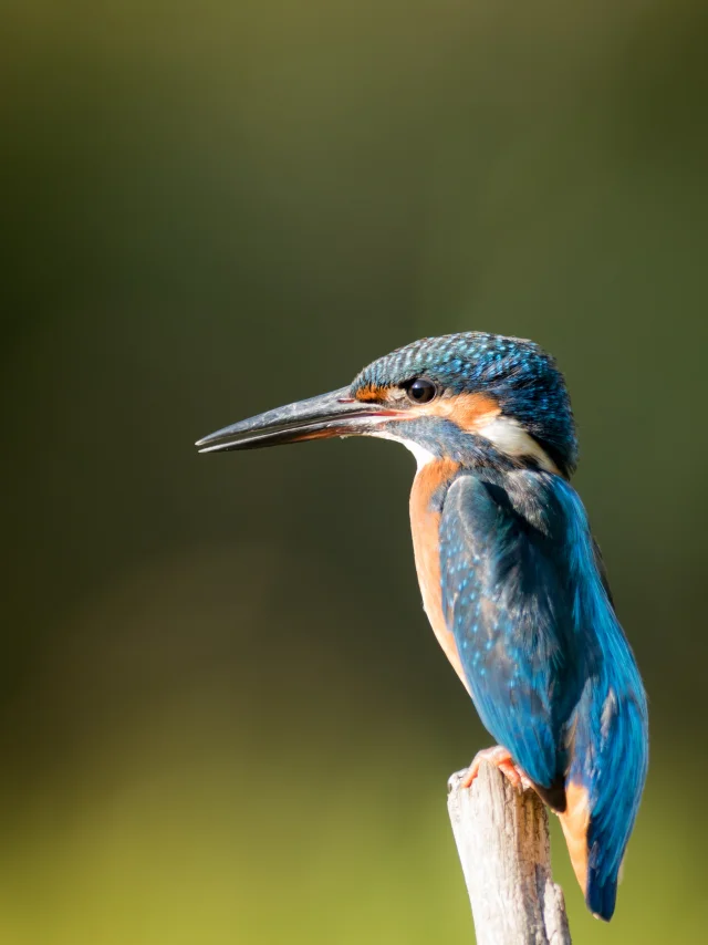 Der Europäische Eisvogel