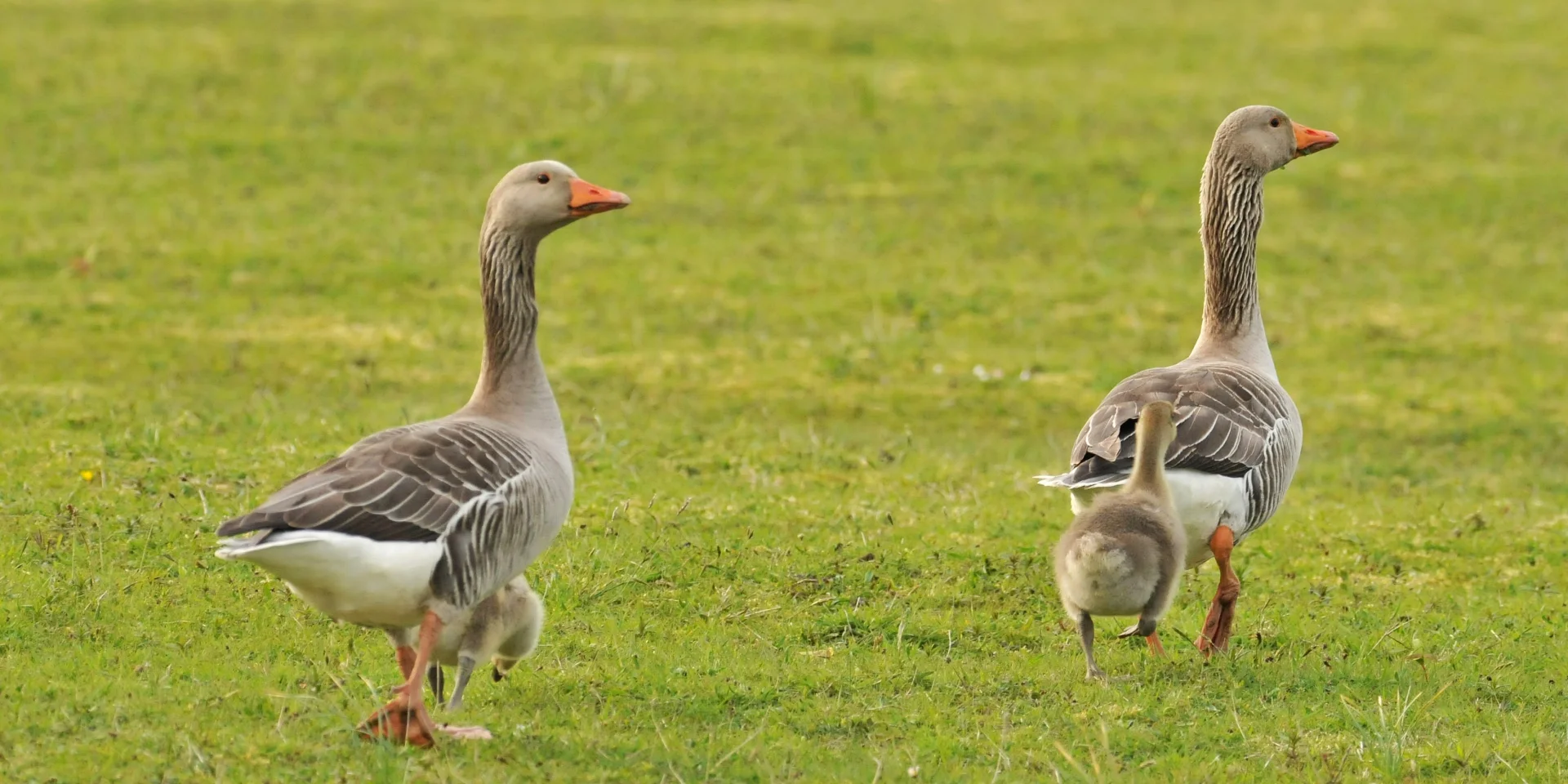 Ash Geese