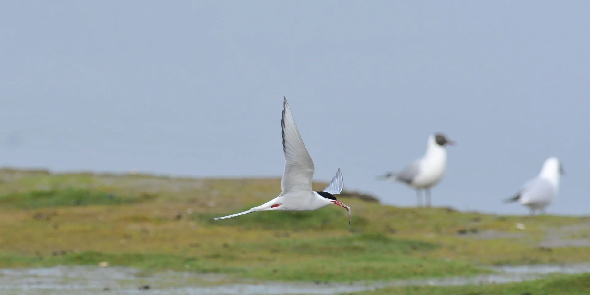Common Tern
