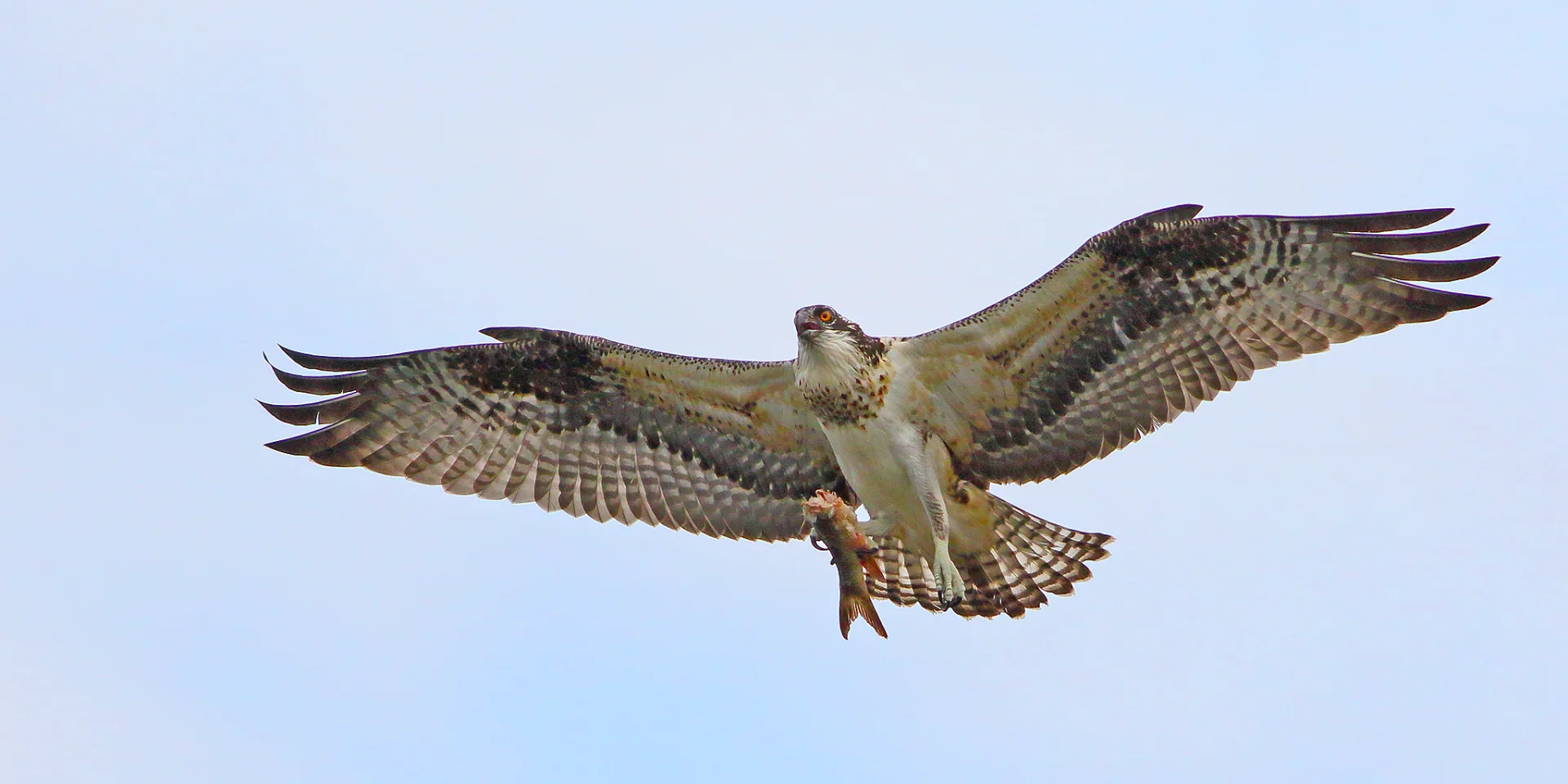 Osprey Richard Boucher