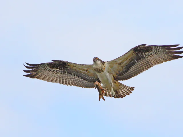 Osprey Richard Boucher
