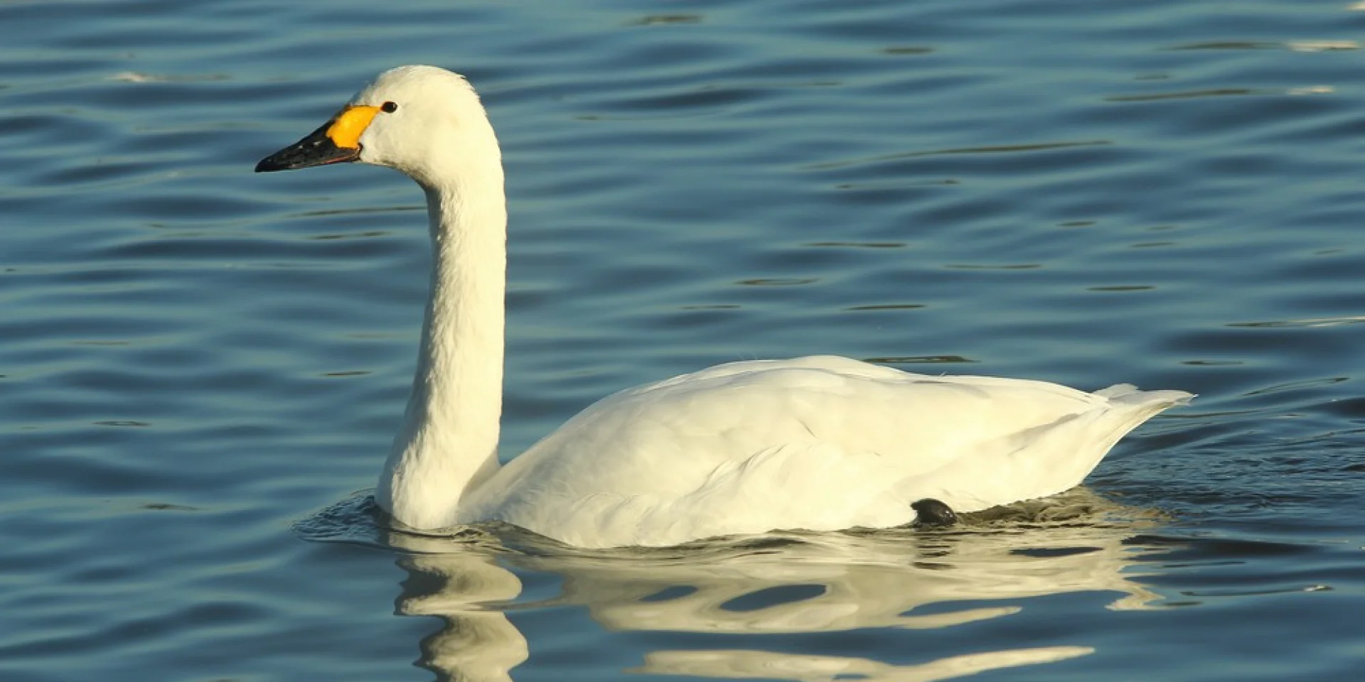 Bewick Swan Edmund Kennerley