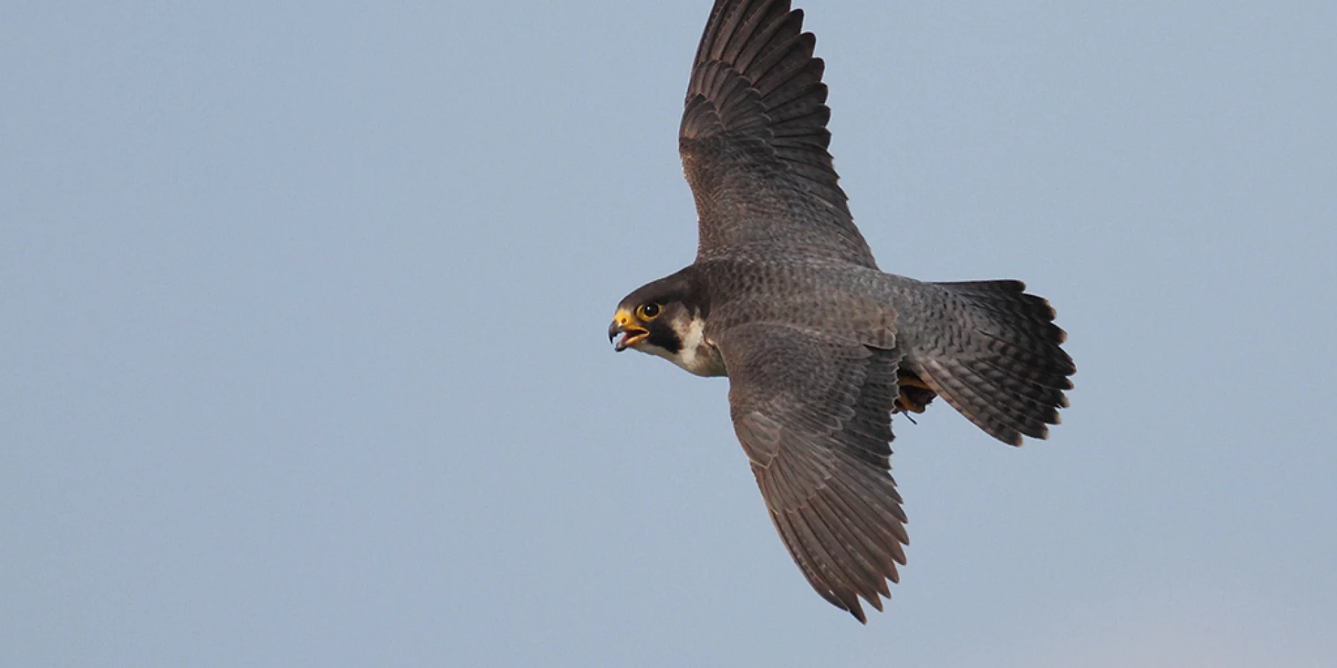 Pelerin Falcon Augustin Povedano