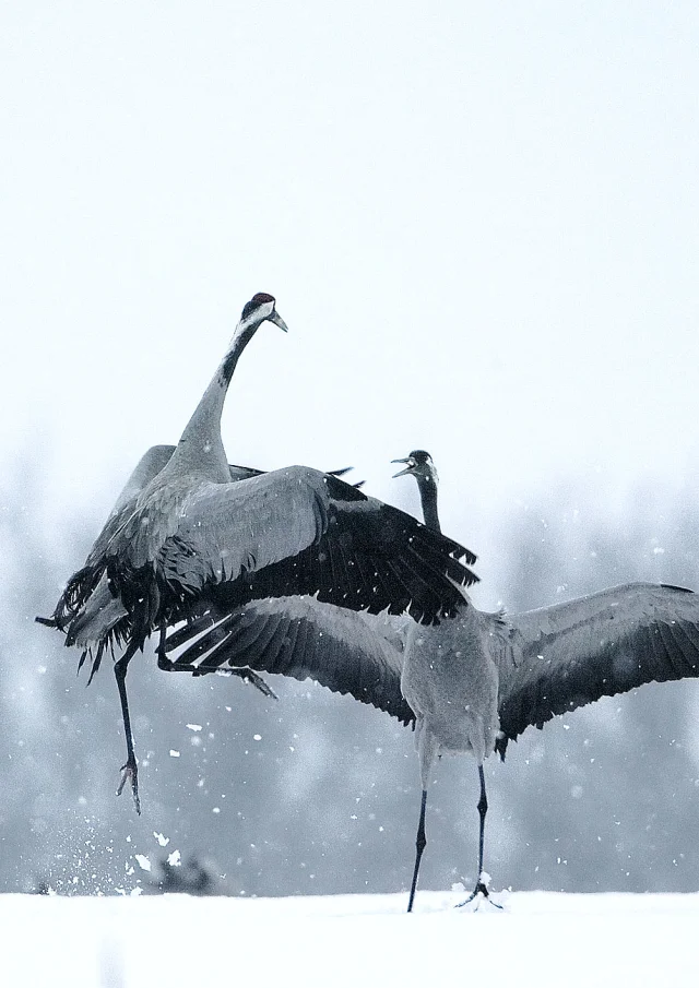 Grues Cendrees 2